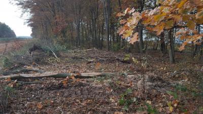 Abattage près de Beechtown-1
