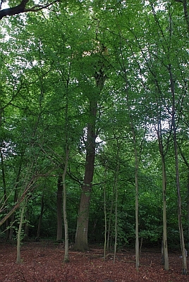 Hambacher Forst